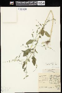 Chenopodium standleyanum image