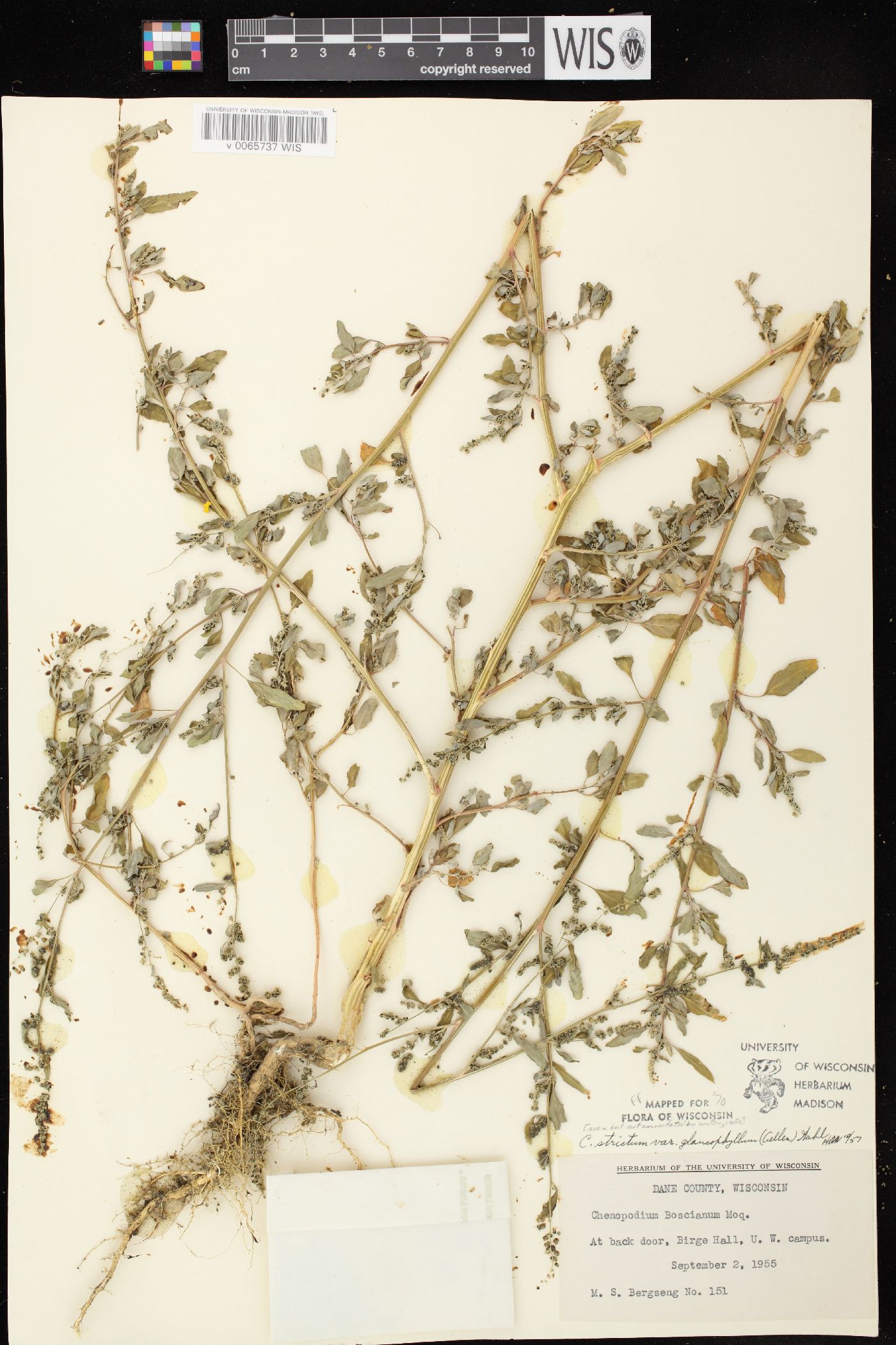 Chenopodium strictum image