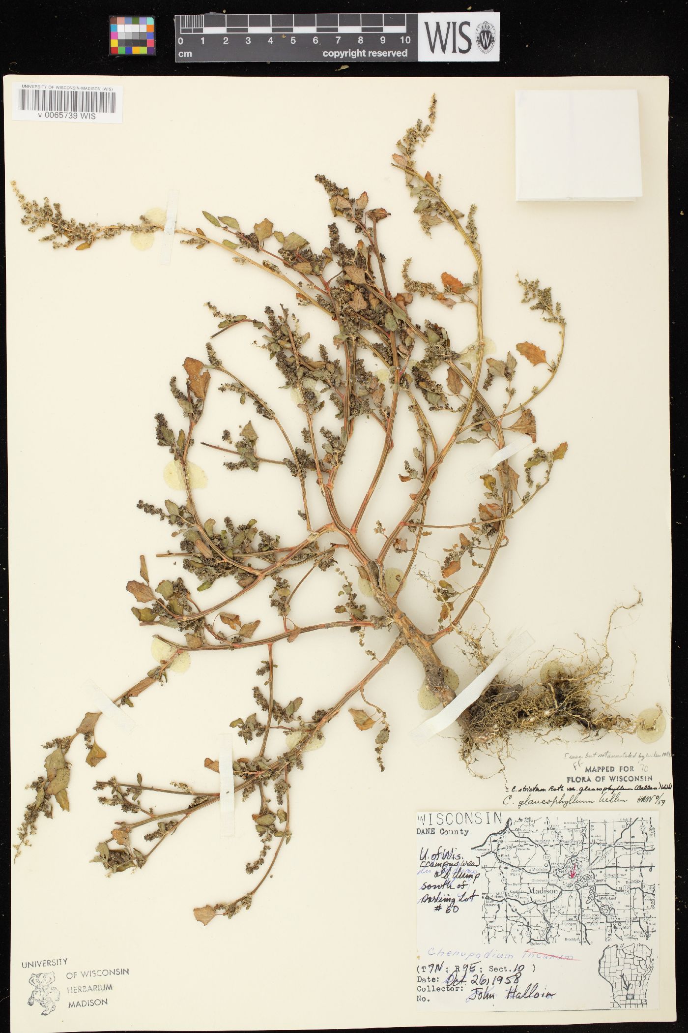 Chenopodium strictum image