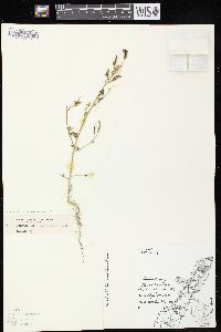 Chenopodium strictum image