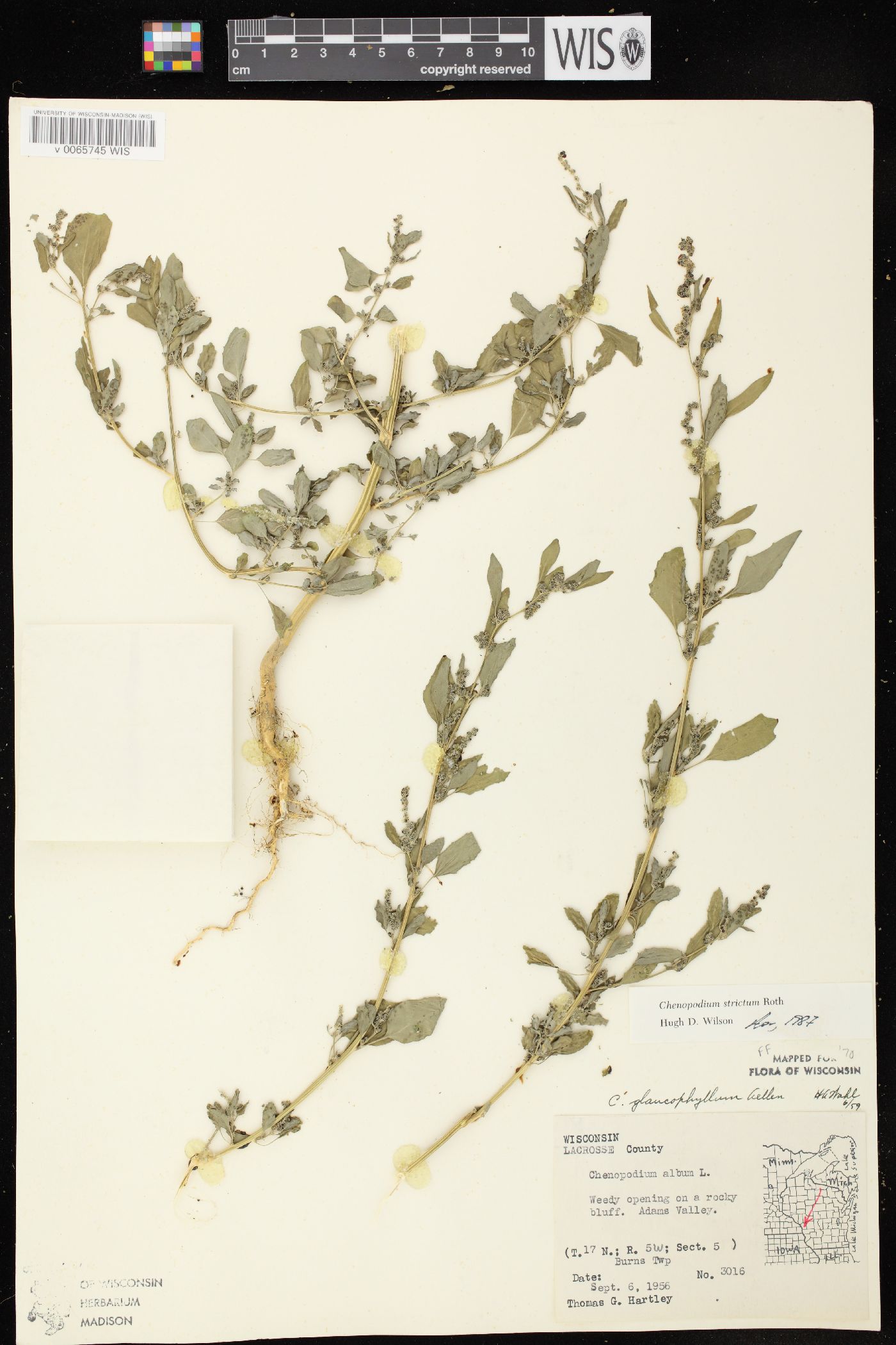 Chenopodium strictum image