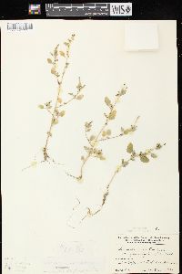 Chenopodium strictum image