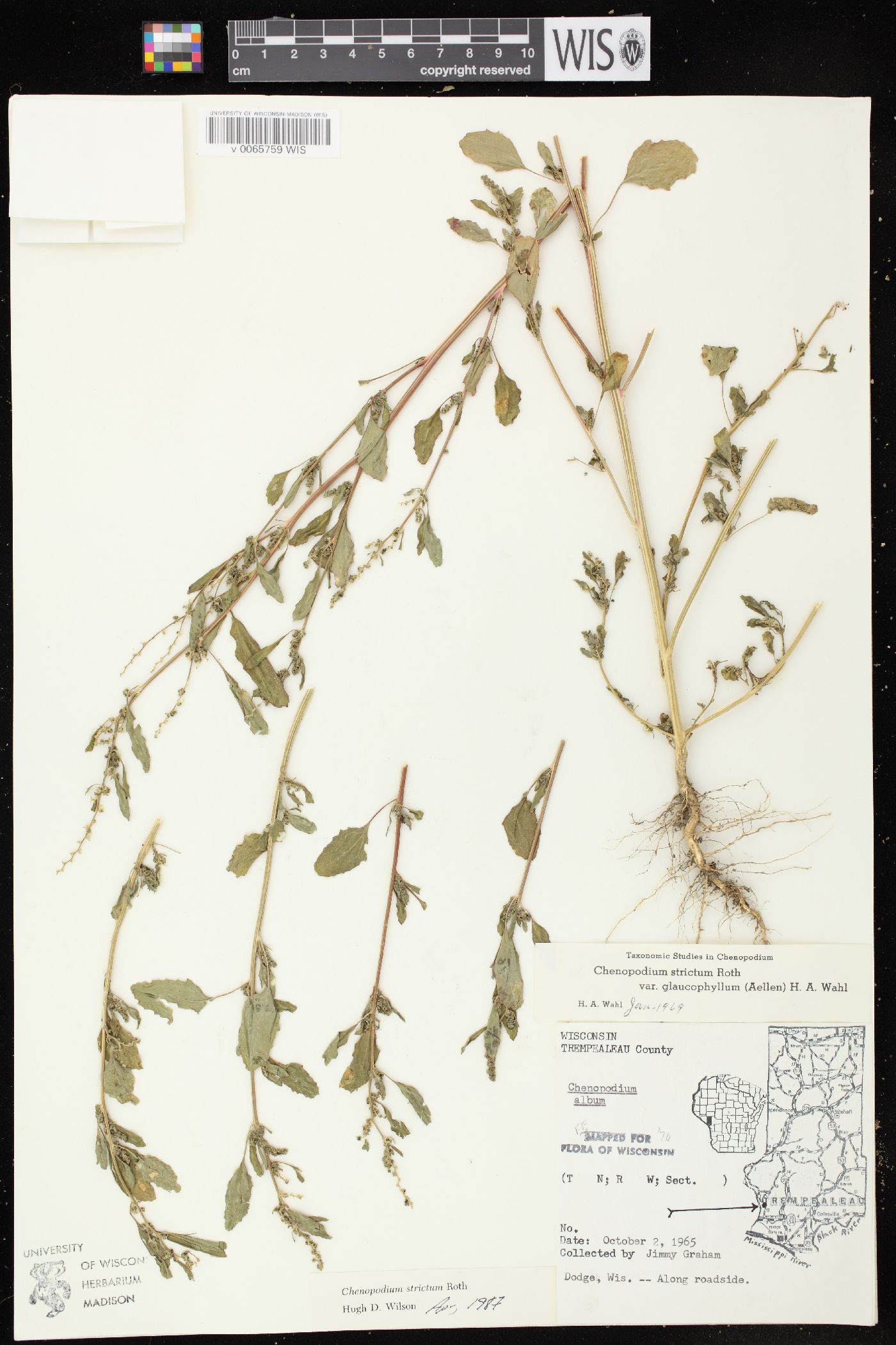 Chenopodium strictum image