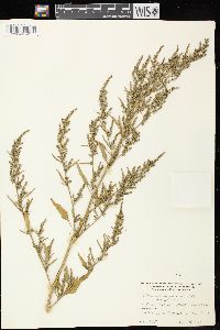 Chenopodium strictum image