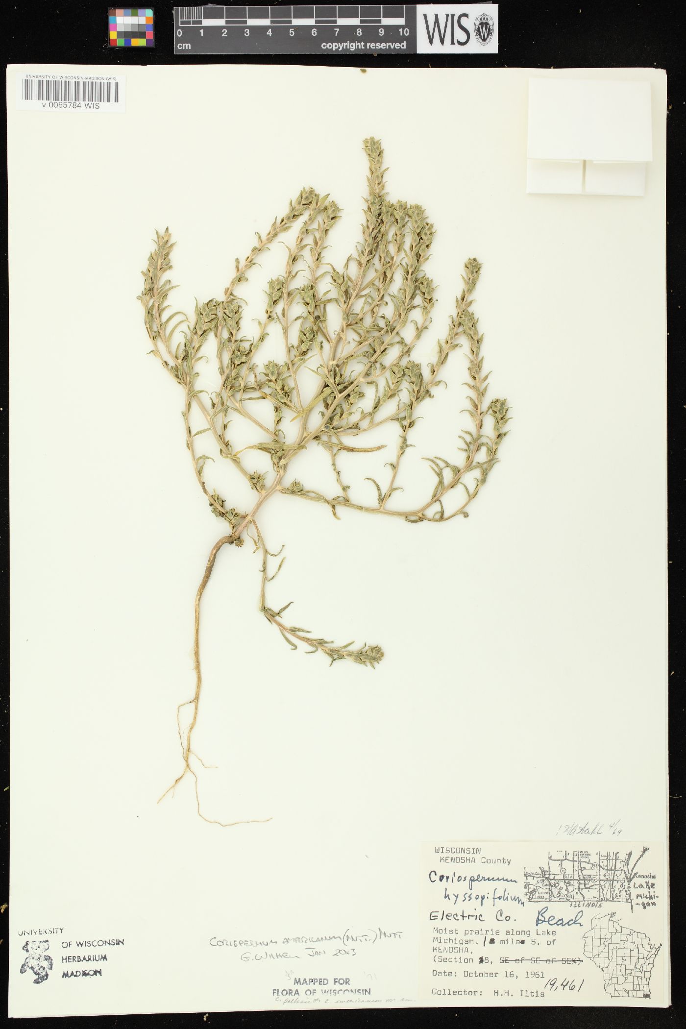 Corispermum americanum var. americanum image