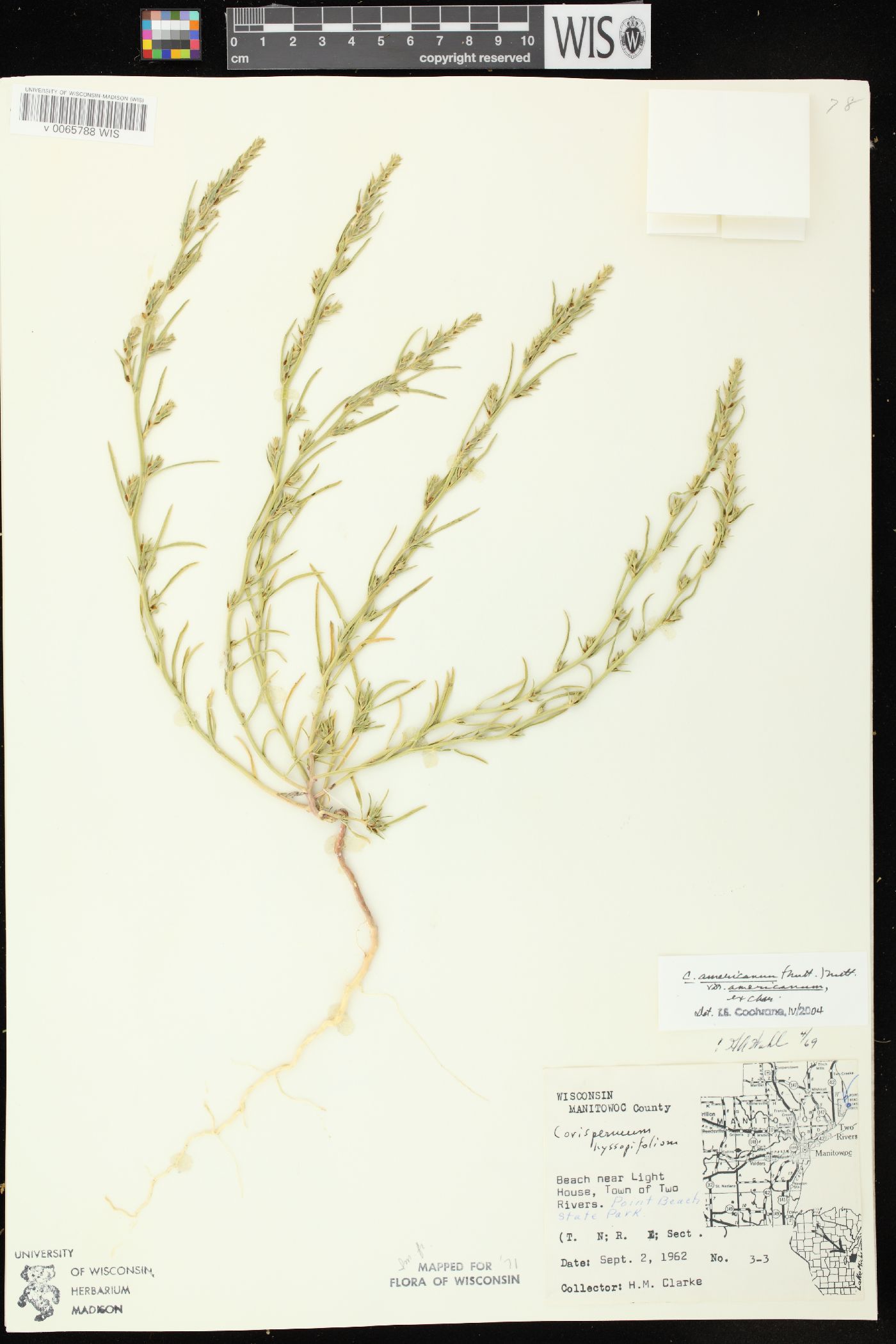 Corispermum americanum var. americanum image