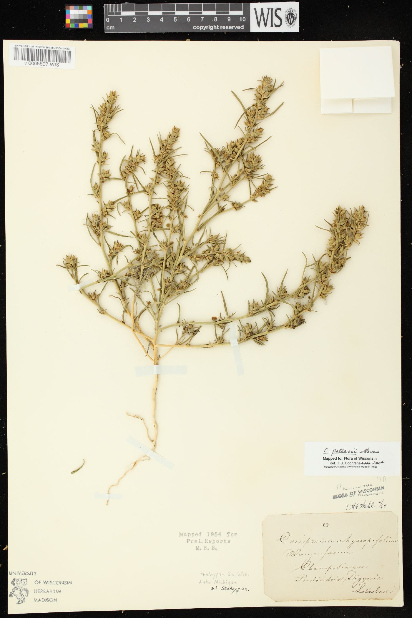 Corispermum pallasii image