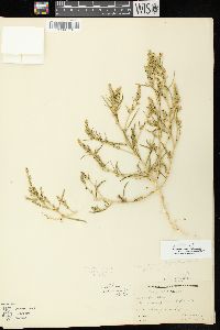 Corispermum villosum image