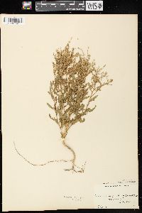 Cycloloma atriplicifolium image