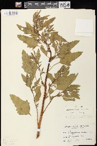 Chenopodium berlandieri var. bushianum image