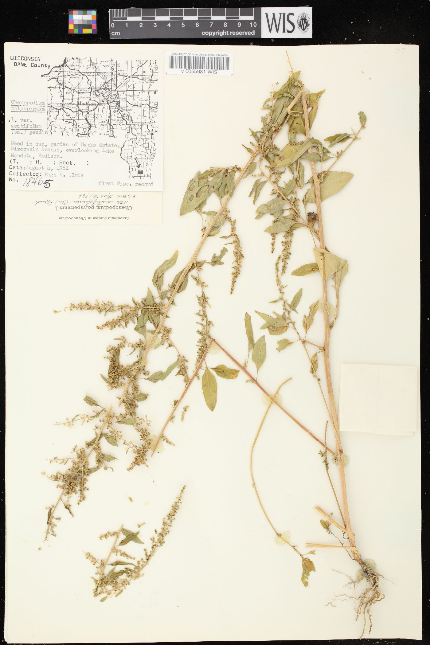 Chenopodium polyspermum var. acutifolium image