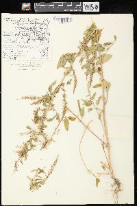 Chenopodium polyspermum var. acutifolium image