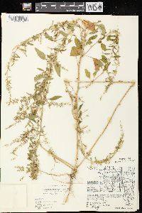Chenopodium polyspermum var. acutifolium image