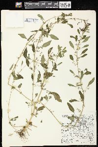 Chenopodium polyspermum image