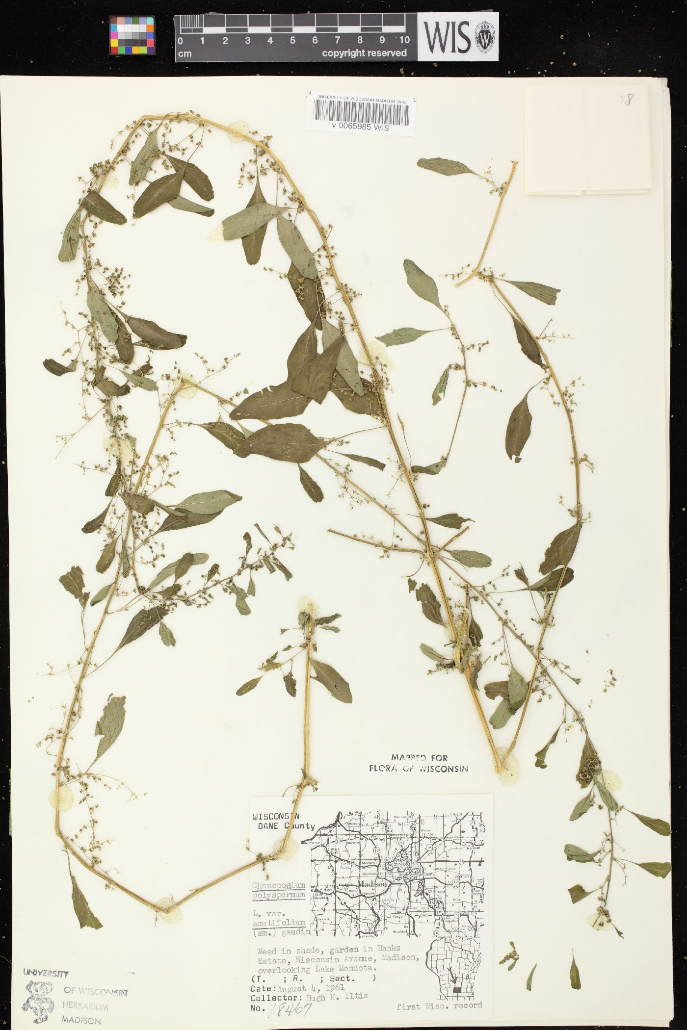 Chenopodium polyspermum var. acutifolium image