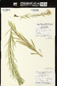 Conyza canadensis var. canadensis image