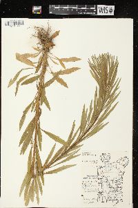 Conyza canadensis var. canadensis image