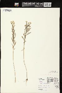 Conyza canadensis var. canadensis image