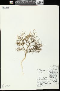 Cycloloma atriplicifolium image