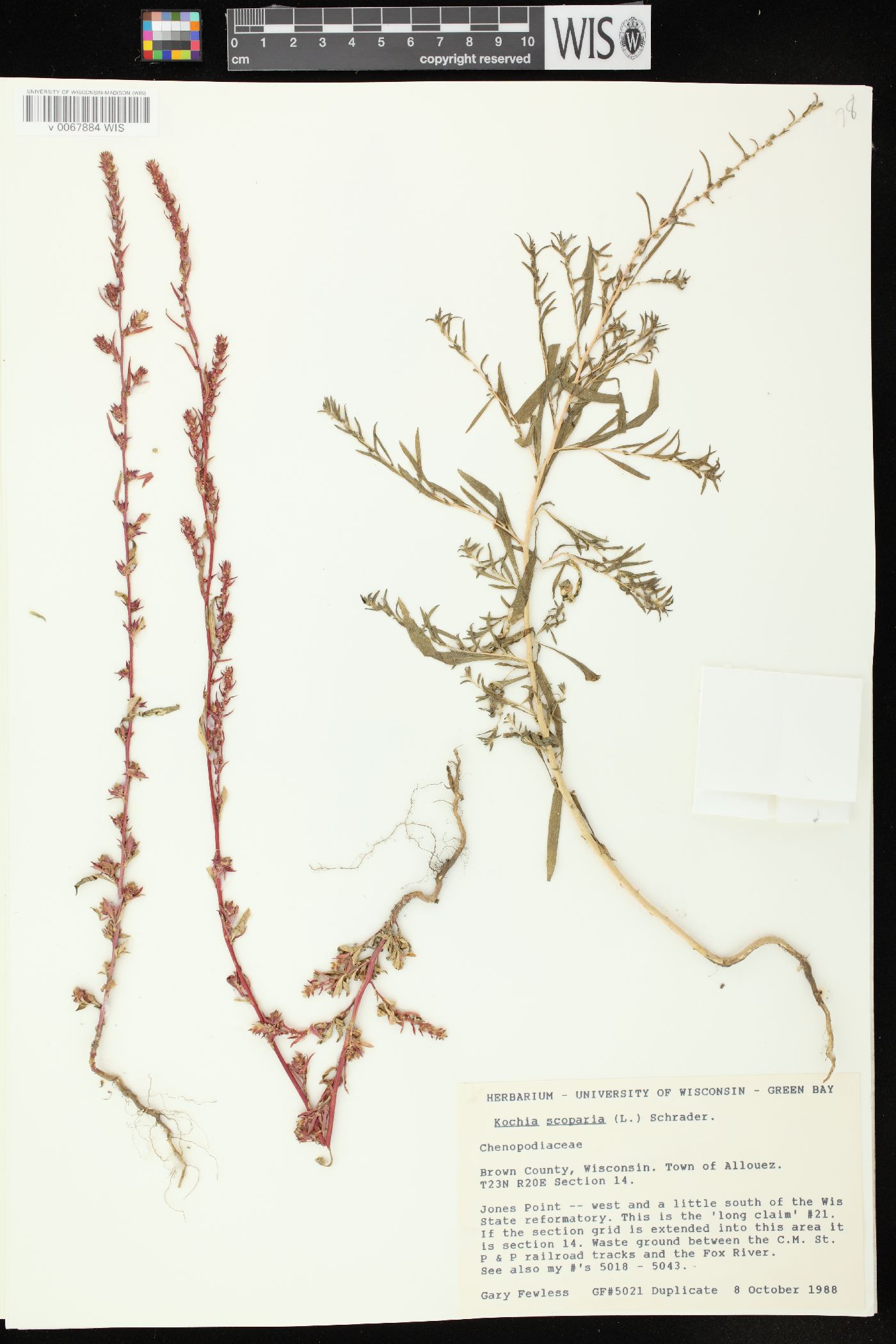 Bassia scoparia subsp. scoparia image