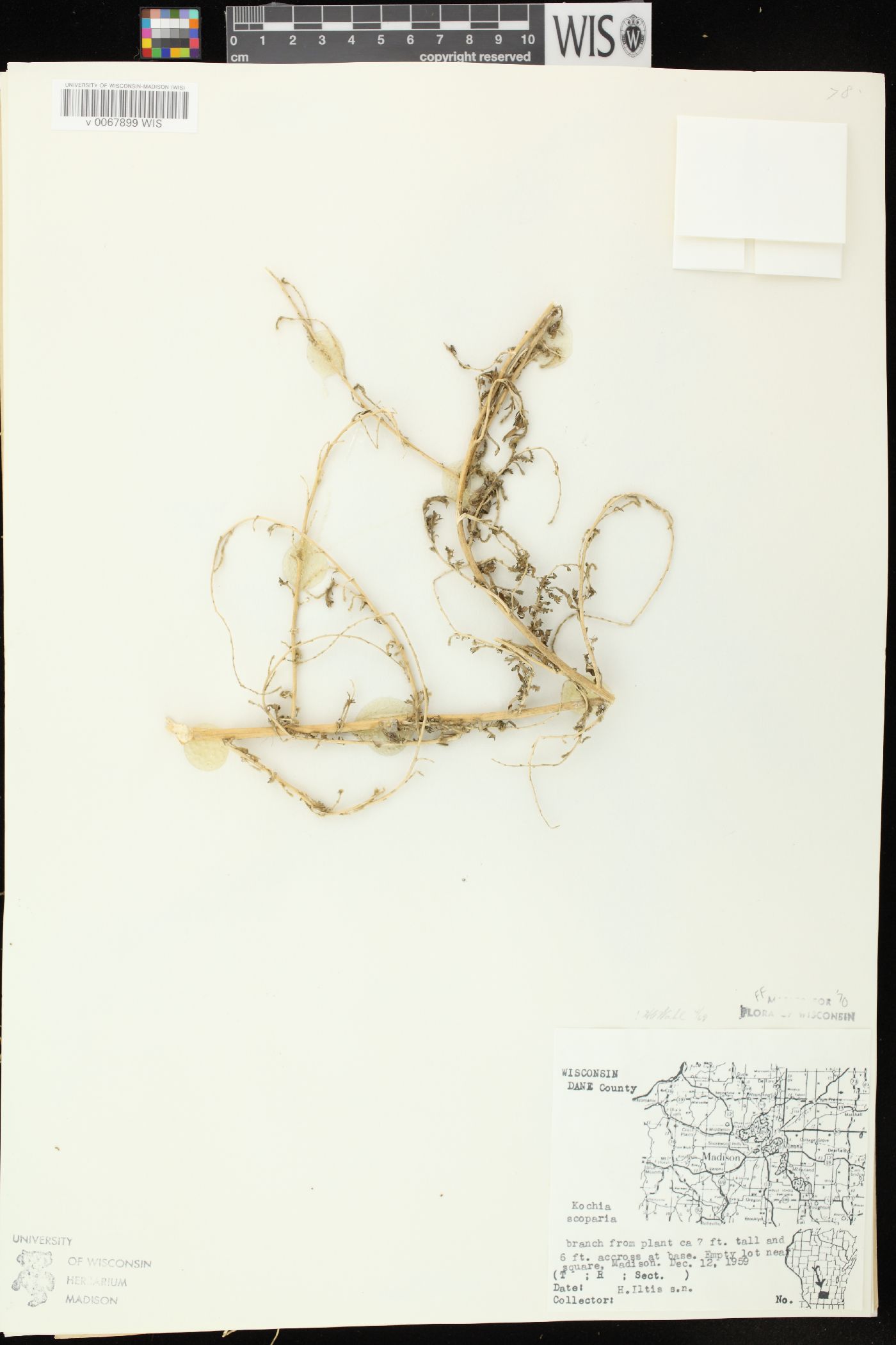 Bassia scoparia subsp. scoparia image