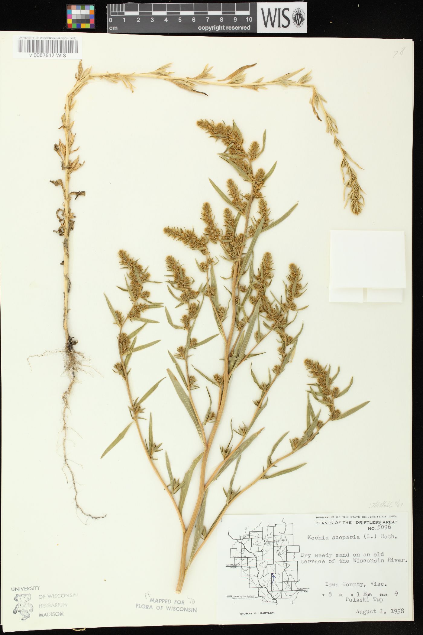 Bassia scoparia subsp. scoparia image