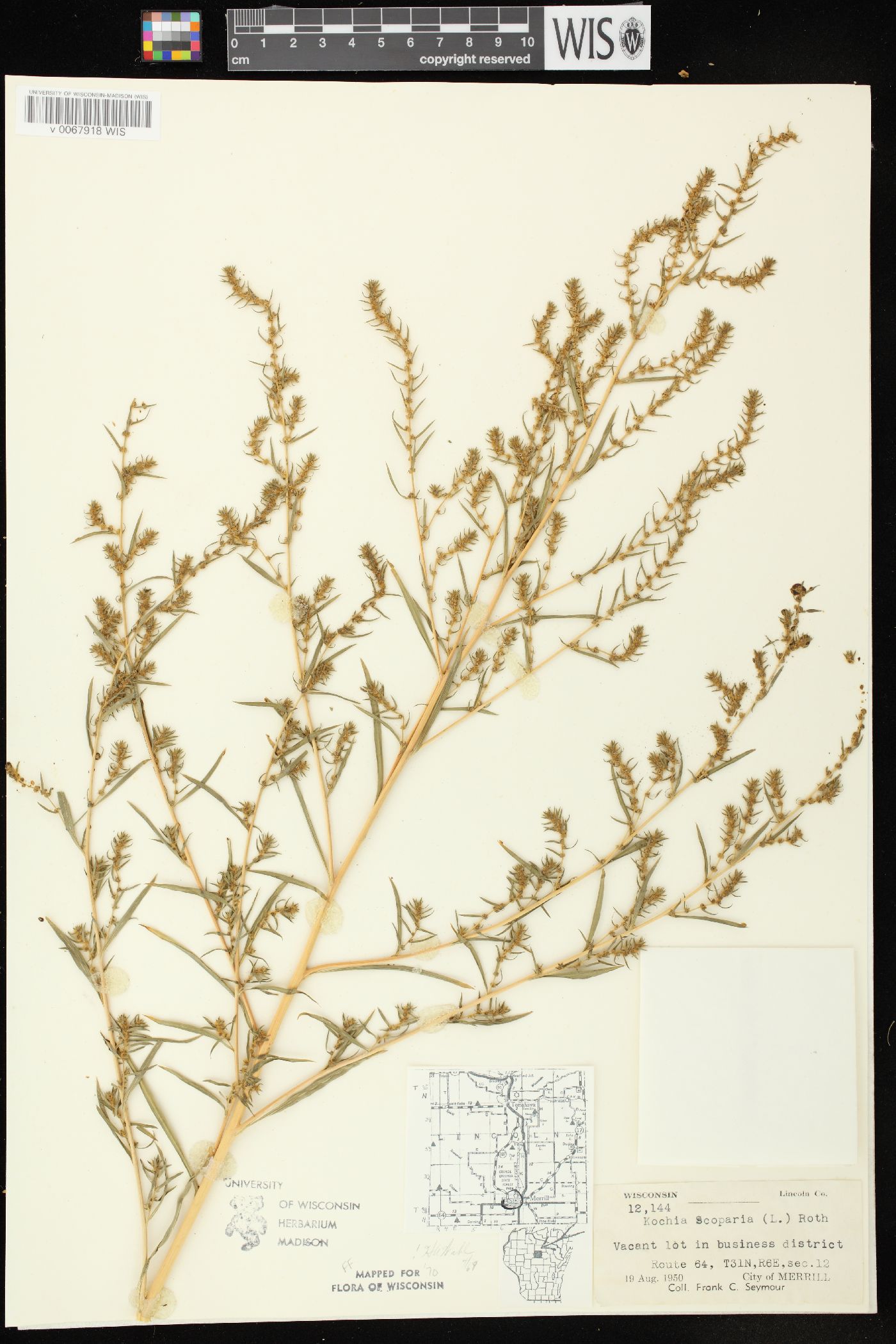 Bassia scoparia subsp. scoparia image