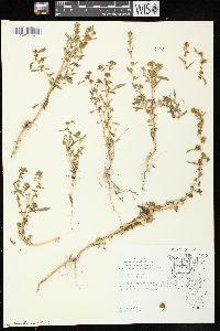 Bassia scoparia subsp. scoparia image