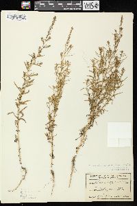 Bassia scoparia subsp. scoparia image