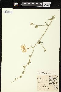 Cichorium intybus image