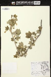 Ribes americanum image