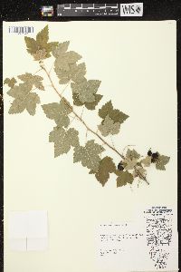 Ribes americanum image