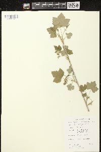 Ribes americanum image