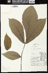 Carya ovata var. ovata image