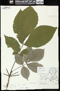 Carya ovata var. ovata image