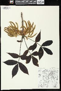 Carya ovata var. ovata image