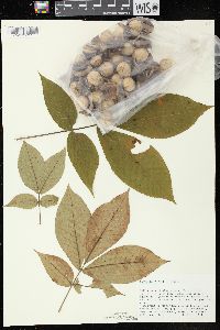 Carya ovata var. ovata image