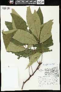 Carya ovata var. ovata image