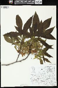 Carya ovata var. ovata image