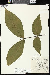 Carya ovata var. ovata image