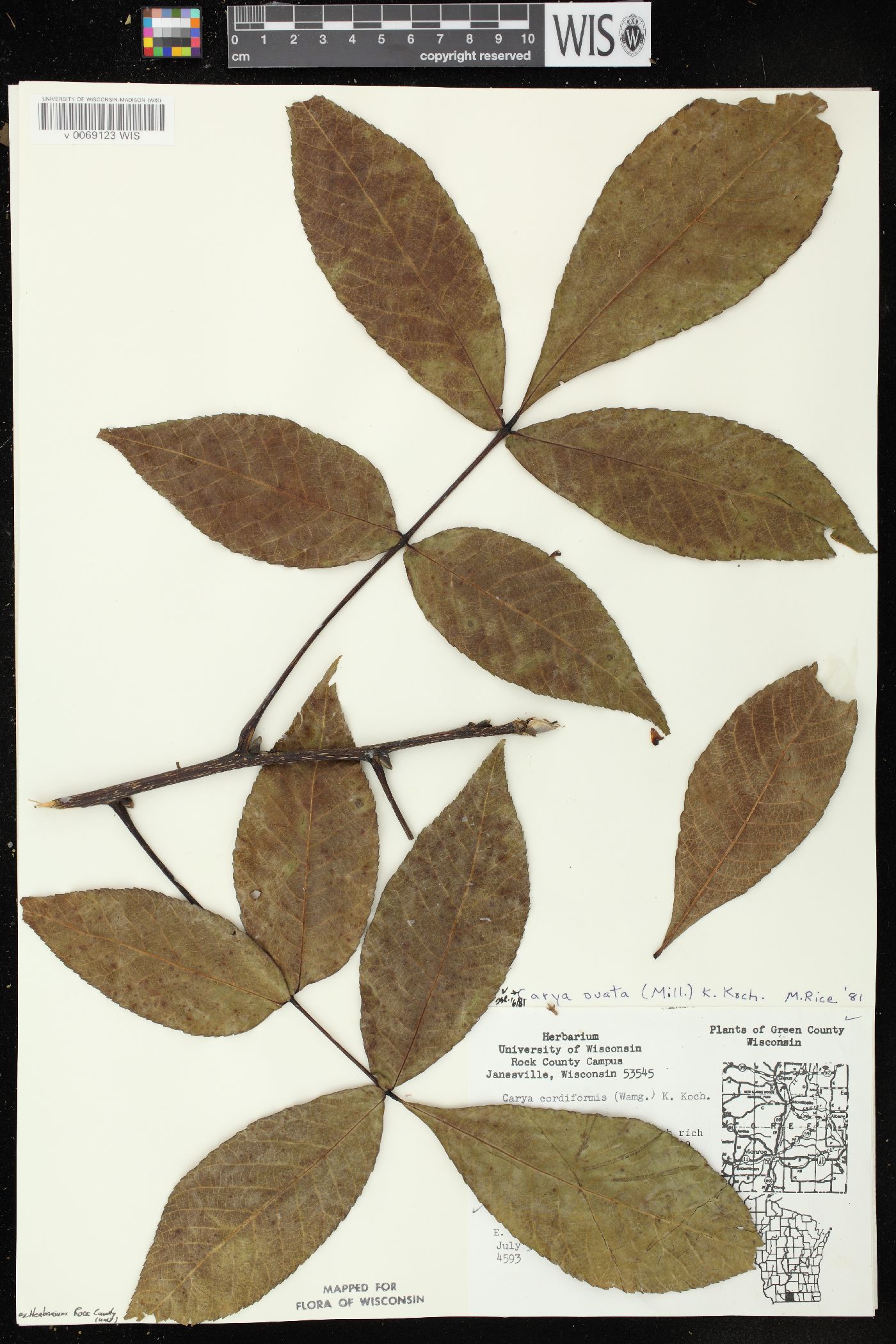 Carya ovata var. ovata image