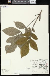 Carya ovata var. ovata image