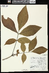 Carya ovata var. ovata image