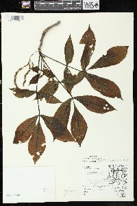 Carya ovata var. ovata image