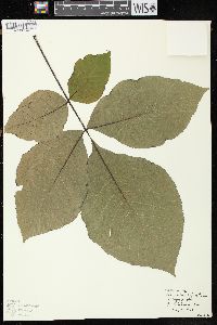 Carya ovata var. ovata image