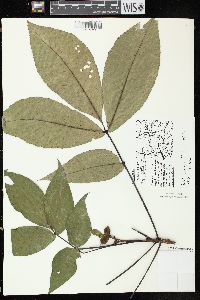 Carya ovata var. ovata image