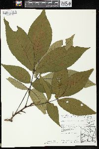 Carya ovata var. ovata image