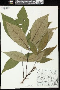 Carya ovata var. ovata image