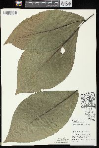 Carya ovata var. ovata image