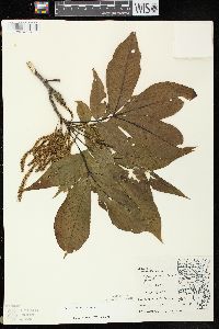 Carya ovata var. ovata image